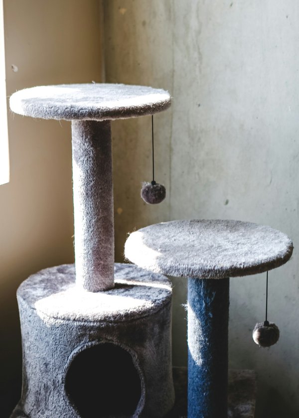 Comment choisir l'arbre à chat parfait ?